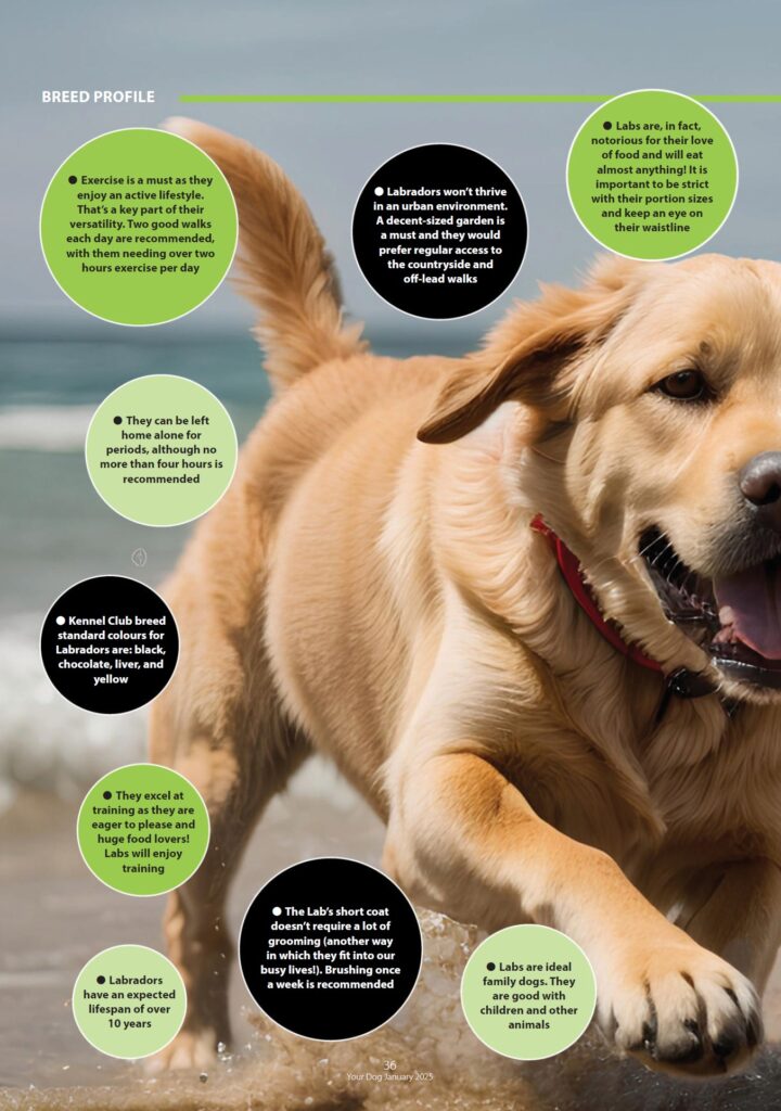 Your Dog - January 2025
