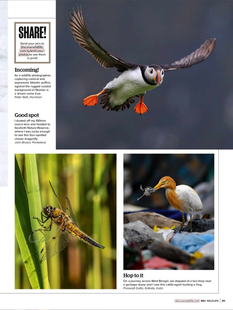 BBC Wildlife Magazine