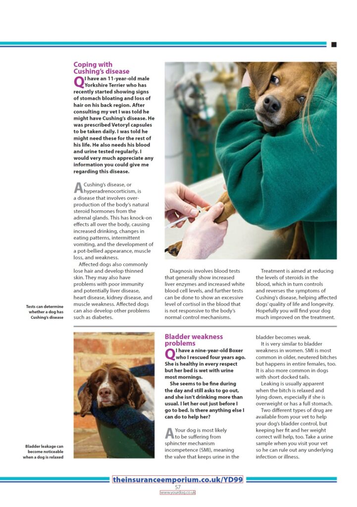 Your Dog - January 2025